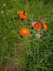 Pilosella aurantiaca