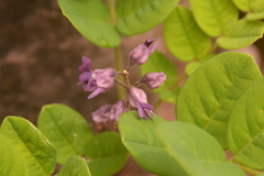 Sophora exigua