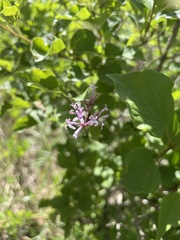 Syringa pubescens