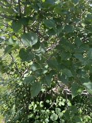 Syringa pubescens