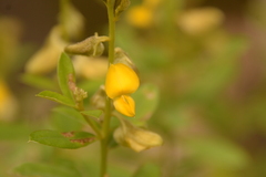 Crotalaria albida