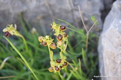 Ophrys lutea