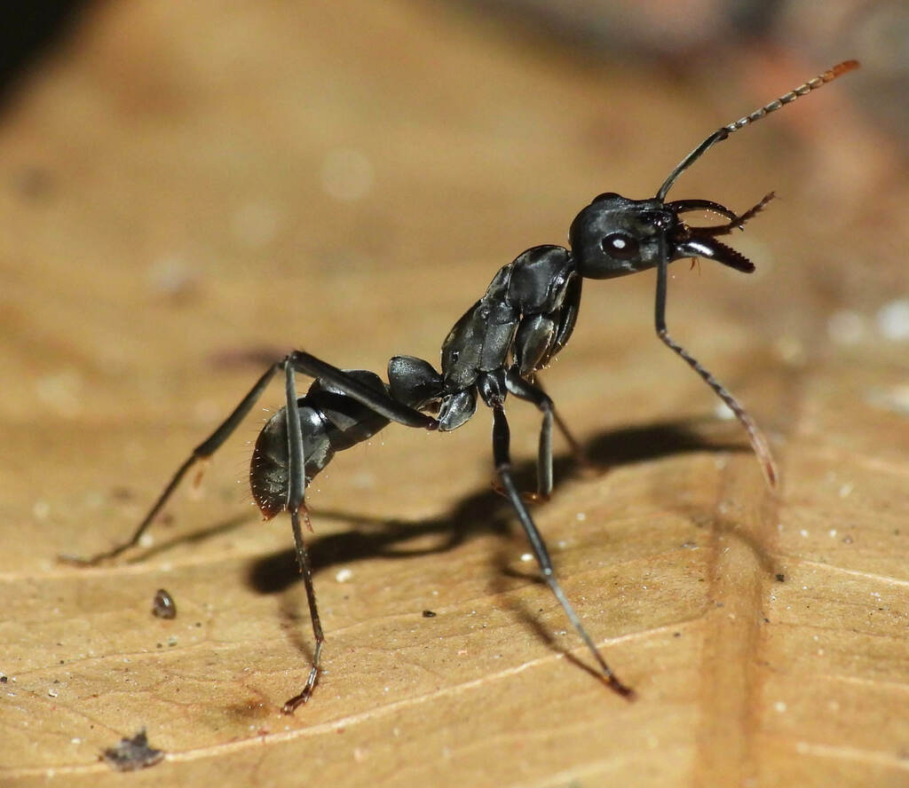 Neoponera verenae