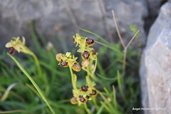 Ophrys lutea