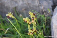 Ophrys lutea