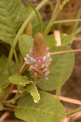 Uraria lagopodioides