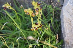 Ophrys lutea