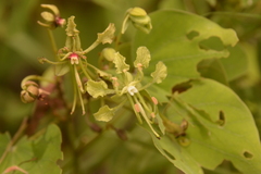 Phanera bracteata