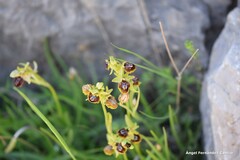Ophrys lutea