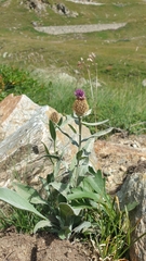 Centaurea uniflora