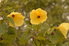 Hibiscus glandulifer
