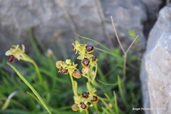 Ophrys lutea