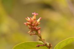 Urceola polymorpha