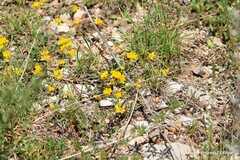 Coronilla minima lotoides