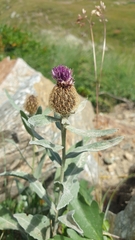 Centaurea uniflora
