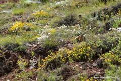 Coronilla minima lotoides
