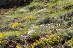Coronilla minima lotoides