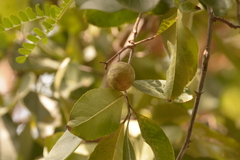 Siphonodon celastrineus