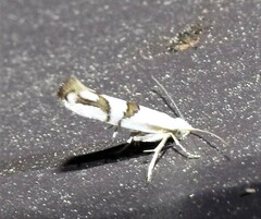 Argyresthia oreasella