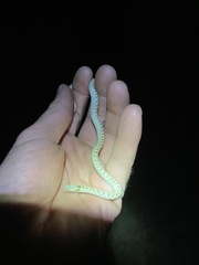 Hypsiglena chlorophaea loreala