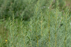 Artemisia abrotanum