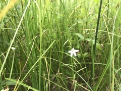 Campanula aparinoides