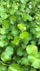 Hydrocotyle ramiflora