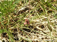 Onobrychis saxatilis