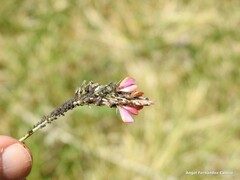 Onobrychis saxatilis