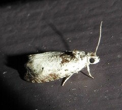 Olethreutes malana