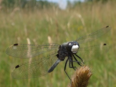 Leucorrhinia frigida