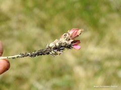 Onobrychis saxatilis