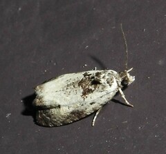 Olethreutes malana