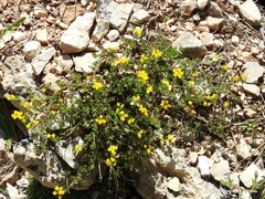 Coronilla minima lotoides