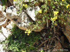 Coronilla minima lotoides