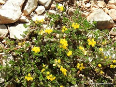 Coronilla minima lotoides