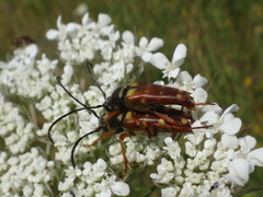 Typocerus