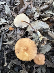 Gymnopilus dryophilus