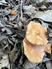 Gymnopilus dryophilus