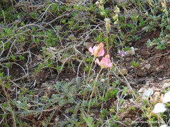 Onobrychis saxatilis