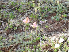 Onobrychis saxatilis