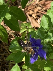 Dielis plumipes