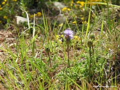 Carthamus mitissimus