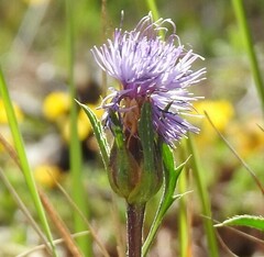 Carthamus mitissimus