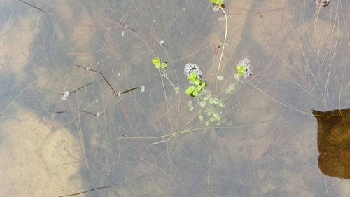 Northern St. Johnswort (Hypericum boreale)