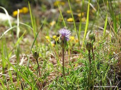 Carthamus mitissimus