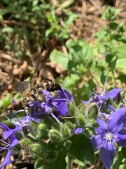 Dielis plumipes