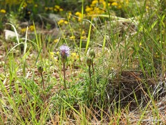 Carthamus mitissimus