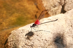 Archineura incarnata