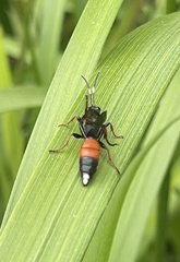 Ichneumon sarcitorius